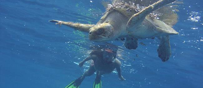 Snorkeler watching a turtle dive down into ocean