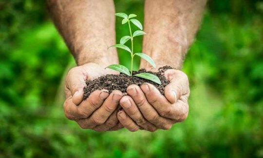 A person holding a plant growing out of the soil