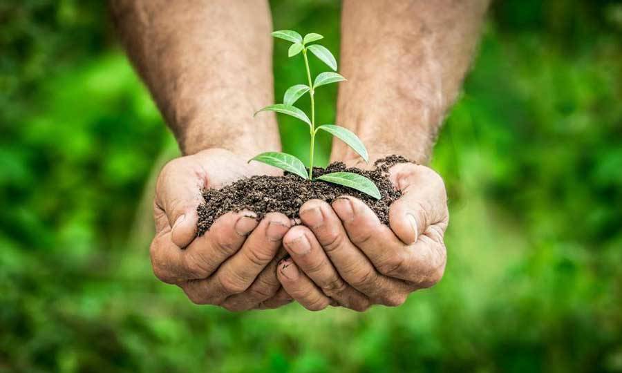 A person holding a plant growing out of the soil