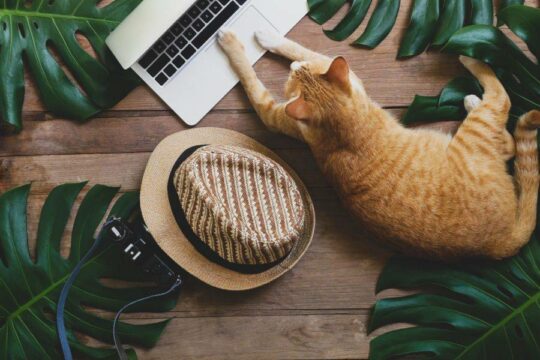 A cat at a computer