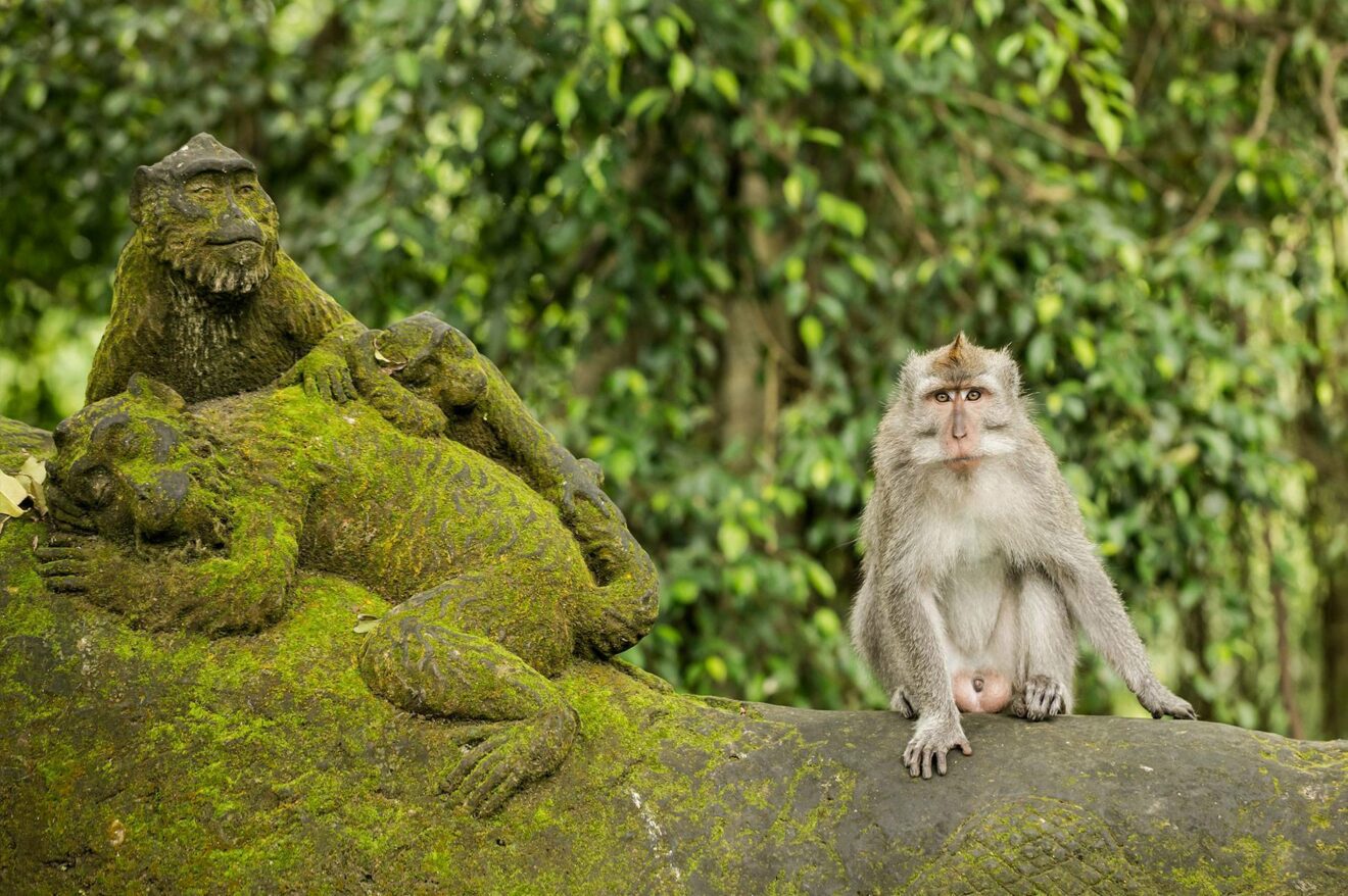 Monkey sitting on a tree branch